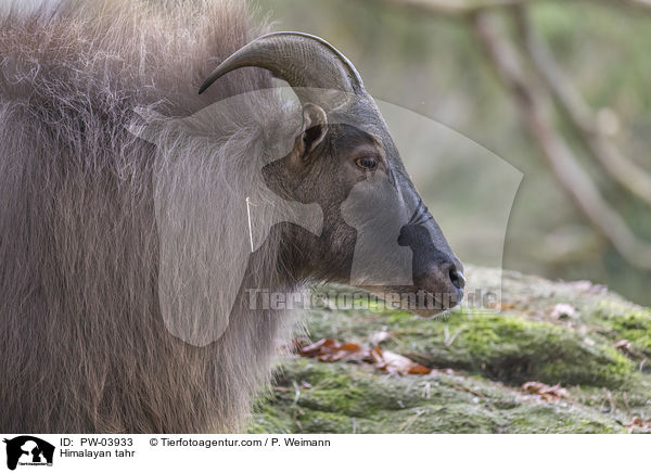 Himalaya-Tahr / Himalayan tahr / PW-03933