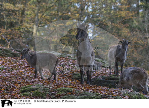 Himalaya-Tahr / Himalayan tahr / PW-03935