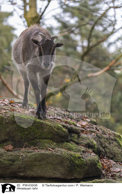 Himalaya-Tahr / Himalayan tahr / PW-03936