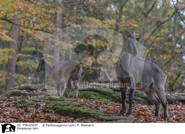 Himalayan tahr / PW-03937