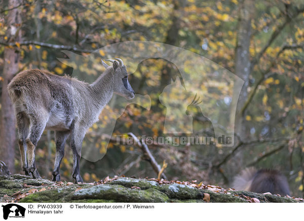 Himalaya-Tahr / Himalayan tahr / PW-03939