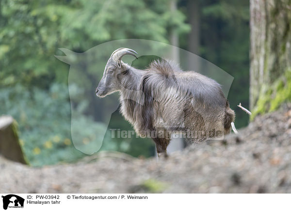 Himalaya-Tahr / Himalayan tahr / PW-03942