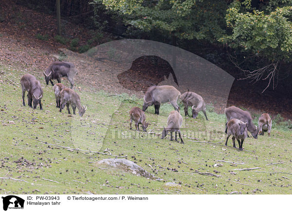 Himalaya-Tahr / Himalayan tahr / PW-03943