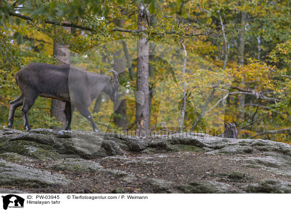 Himalaya-Tahr / Himalayan tahr / PW-03945