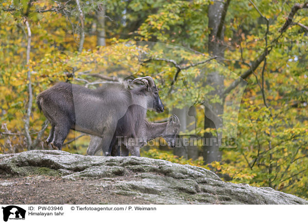 Himalaya-Tahr / Himalayan tahr / PW-03946