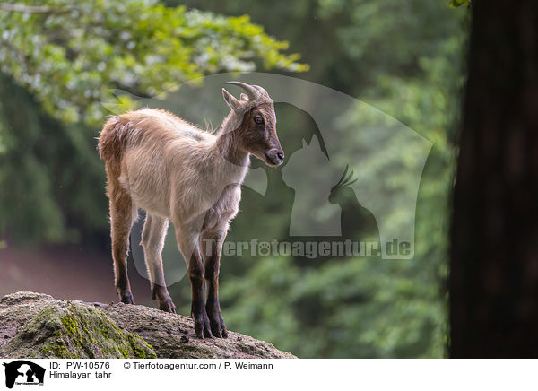 Himalaya-Tahr / Himalayan tahr / PW-10576