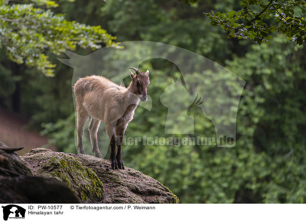 Himalaya-Tahr / Himalayan tahr / PW-10577