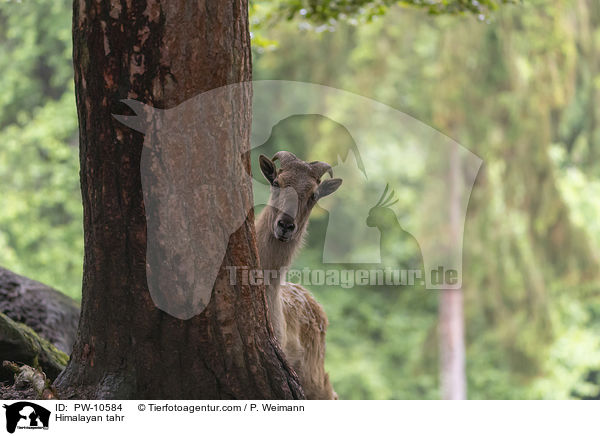 Himalaya-Tahr / Himalayan tahr / PW-10584