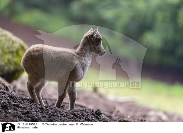 Himalaya-Tahr / Himalayan tahr / PW-10588