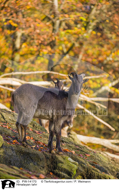 Himalaya-Tahr / Himalayan tahr / PW-14170