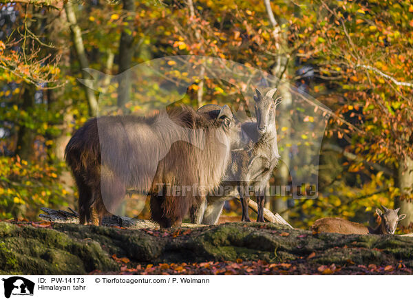 Himalaya-Tahr / Himalayan tahr / PW-14173