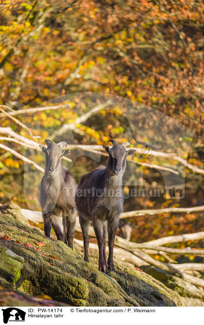 Himalaya-Tahr / Himalayan tahr / PW-14174