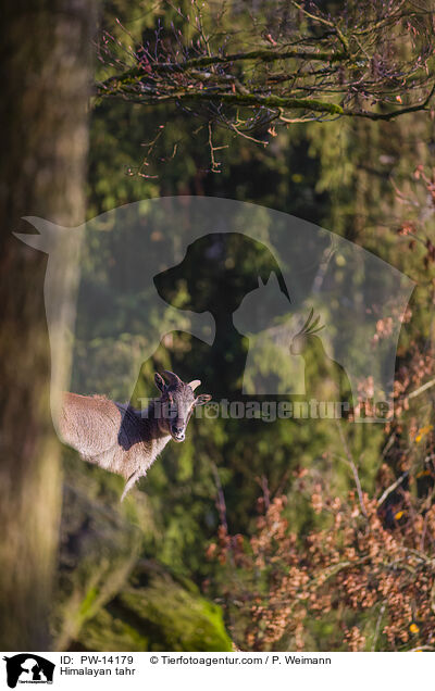 Himalaya-Tahr / Himalayan tahr / PW-14179