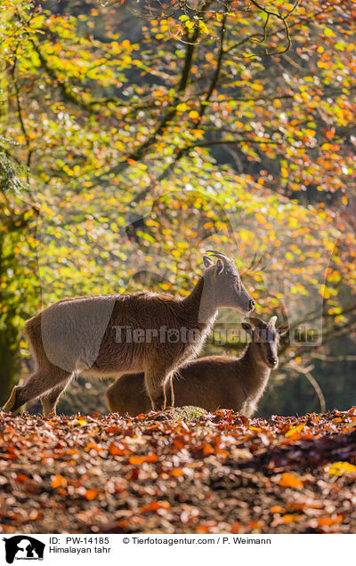 Himalaya-Tahr / Himalayan tahr / PW-14185