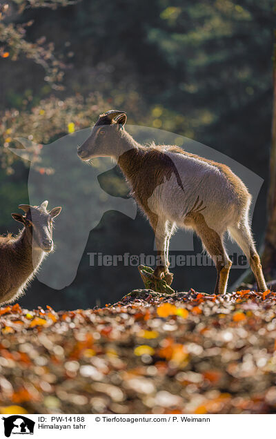 Himalaya-Tahr / Himalayan tahr / PW-14188