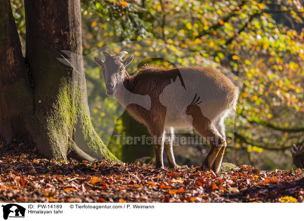 Himalaya-Tahr / Himalayan tahr / PW-14189