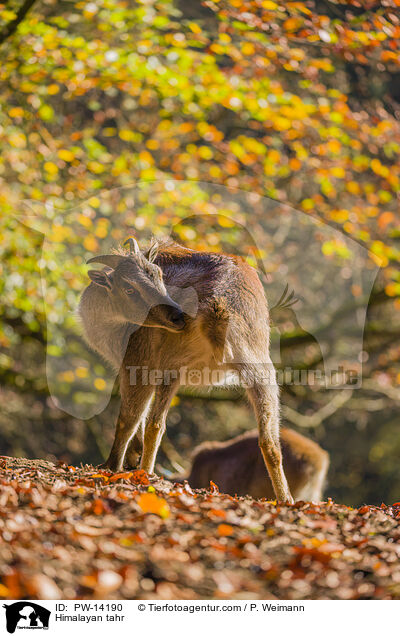 Himalaya-Tahr / Himalayan tahr / PW-14190