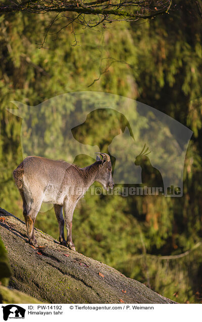 Himalaya-Tahr / Himalayan tahr / PW-14192