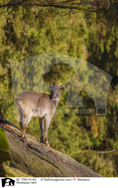 Himalaya-Tahr / Himalayan tahr / PW-14193