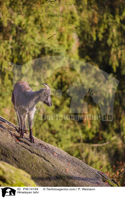 Himalaya-Tahr / Himalayan tahr / PW-14194