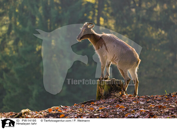 Himalaya-Tahr / Himalayan tahr / PW-14195