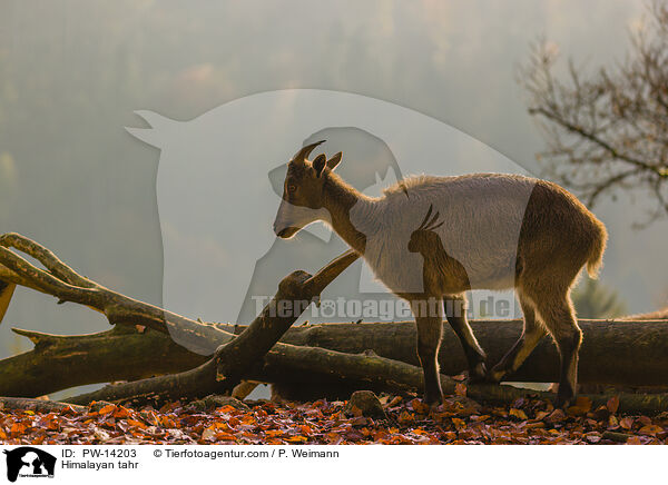 Himalaya-Tahr / Himalayan tahr / PW-14203