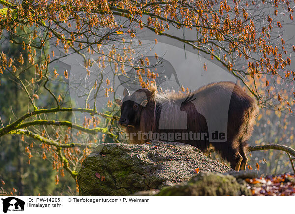 Himalaya-Tahr / Himalayan tahr / PW-14205