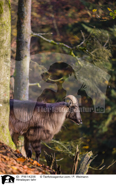 Himalaya-Tahr / Himalayan tahr / PW-14206