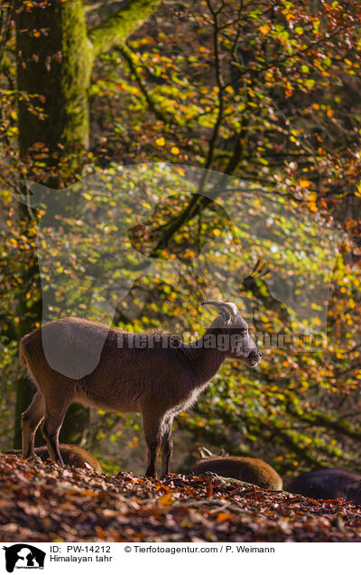 Himalaya-Tahr / Himalayan tahr / PW-14212