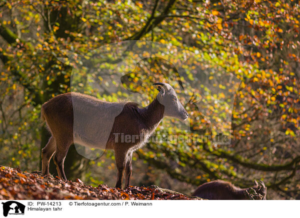 Himalaya-Tahr / Himalayan tahr / PW-14213