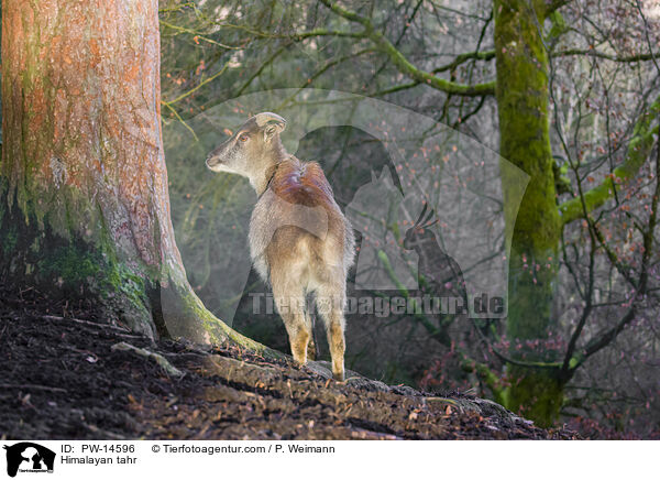 Himalaya-Tahr / Himalayan tahr / PW-14596