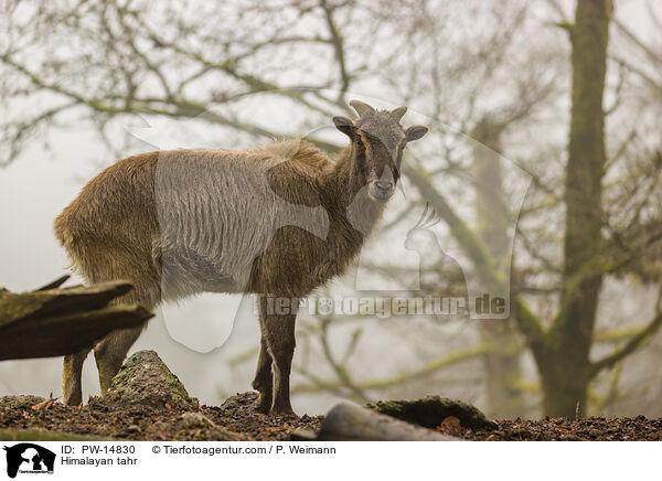 Himalaya-Tahr / Himalayan tahr / PW-14830