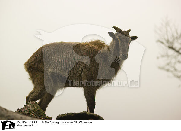 Himalaya-Tahr / Himalayan tahr / PW-14832