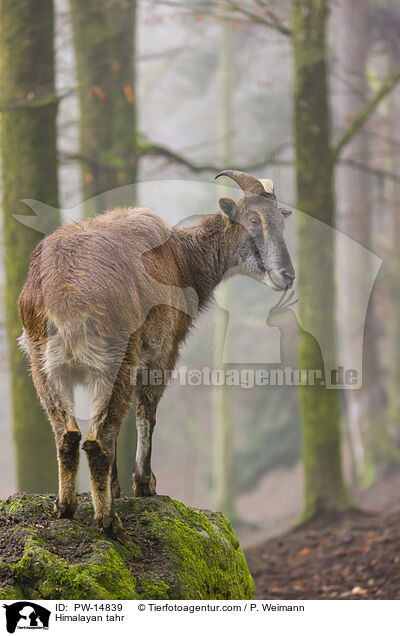 Himalaya-Tahr / Himalayan tahr / PW-14839