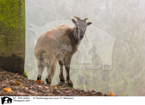 Himalaya-Tahr / Himalayan tahr / PW-14843