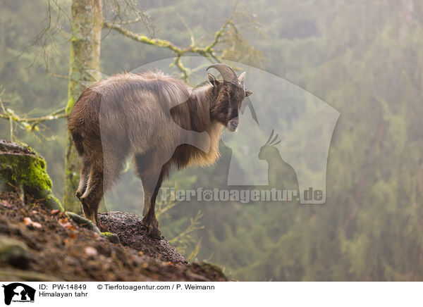 Himalaya-Tahr / Himalayan tahr / PW-14849