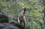 Himalayan tahr