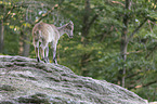 Himalayan tahr