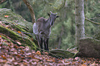 Himalayan tahr