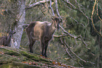 Himalayan tahr