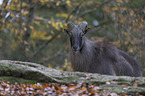 Himalayan tahr