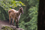 Himalayan tahr