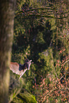 Himalayan tahr