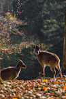 Himalayan tahr