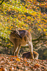 Himalayan tahr