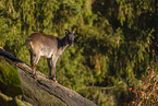 Himalayan tahr