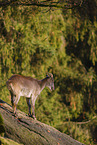 Himalayan tahr