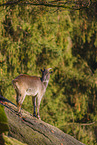 Himalayan tahr