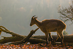 Himalayan tahr