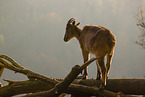 Himalayan tahr